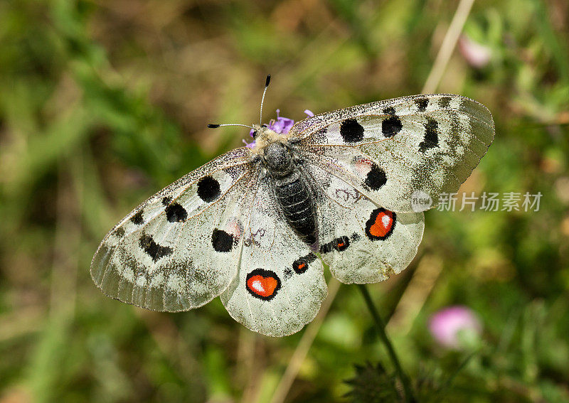 阿波罗或阿波罗山。(Parnassius ap)。